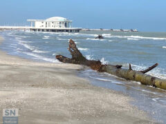 Tronco fuori posto - Foto Massimo Mariselli
