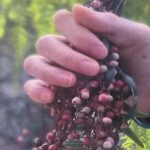 falso pepe, pepe rosa