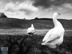 Due oche - Foto Loriano Brunetti