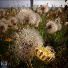 Fragilità - Foto Cristina Giachè