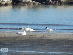 Un Beccapesci in prossimità della scogliera - Foto Rossano Morici