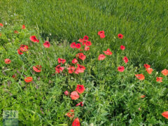 Il papavero. Ricordo di un'infanzia e un'agricoltura senza pesticidi - Foto Giancarlo Rossi