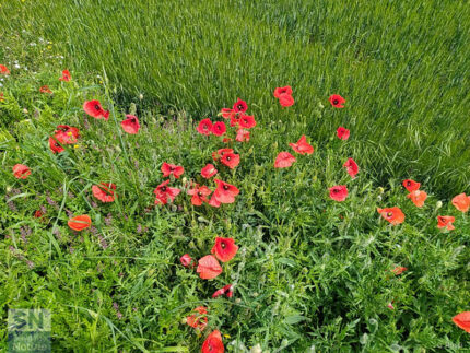 Il papavero. Ricordo di un'infanzia e un'agricoltura senza pesticidi - Foto Giancarlo Rossi