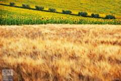 Luglio - Foto Loriano Brunetti
