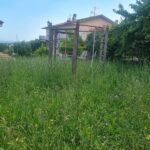 Incuria del verde urbano a Trecastelli