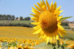Girasole sotto il sole - Foto Fedele Ruvio