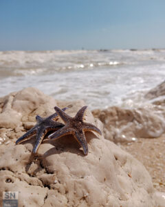 Piccoli tesori del mare - Foto Cristina Giachè