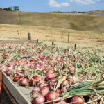 Raccolta della cipolla di Suasa