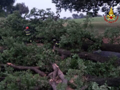 Rimozione albero caduto a Ostra Vetere su strada del Burello