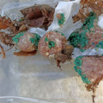 Polpette avvelenate rinvenute a Senigallia