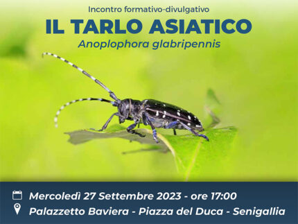 Incontro formativo "Il tarlo asiatico del fusto - Anoplophora glabripennis"