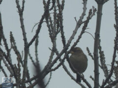 Una Passera d'Italia tra i rami di un albero - Foto Rossano Morici