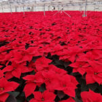 Le stelle di natale in un vivaio marchigiano