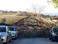 Alberi sradicati dal forte vento a Montignano