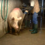 Maiali maltrattati a Senigallia - Dal video di Essere Animali