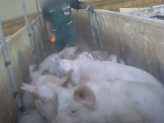 Maiali maltrattati a Senigallia - Dal video di Essere Animali
