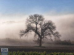 Il fascino della nebbia - Foto Emanuela Pagano