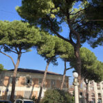 Pini all'ospedale di Senigallia