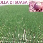 Cipolla di Suasa