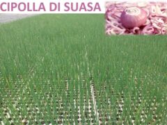 Cipolla di Suasa