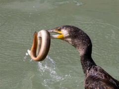 Cormorano cattura anguilla a Senigallia - Foto Leonardo Luconi