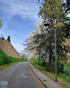 La fioritura - Foto Sabina Bittoni