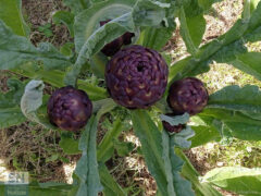 Sono nati i carciofi nella campagna di Senigallia - Foto Pier Vanni Allegranza