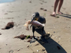 Cormorano sulla spiaggia di Senigallia