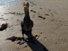 Cormorano sulla spiaggia di Senigallia