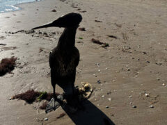 Cormorano sulla spiaggia di Senigallia