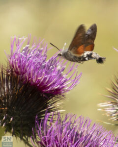 Monte Catria, Agosto 2023, Sfinge del Galio (Farfalla Colibrì) - Foto Rossella Ronchetti