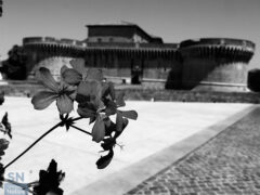 Fiore alla Rocca - Foto Loriano Brunetti