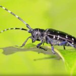 Il tarlo asiatico del fusto - Anoplophora glabripennis