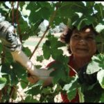 Vendemmia