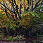 alberi, boschi, piante, natura