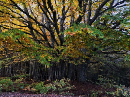 alberi, boschi, piante, natura