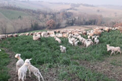 Azienda Agricola Francesco Zerbino - Pecore e agnelli