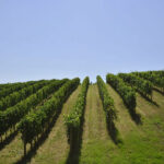 Tenuta Mattei di Corinaldo