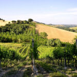 Tenuta Mattei di Corinaldo