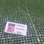 Cipolla di Suasa 2025