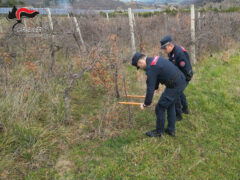 Carabinieri Forestali: perquisizioni per presunte truffe nel settore vitivinicolo