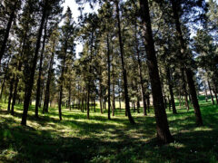 Parco Selva di Boccalupo a Corinaldo