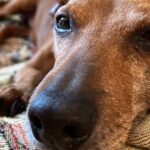 Il cane Romeo, smarrito a Senigallia il 7 giugno 2025