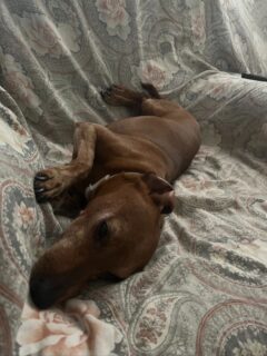 Il cane Romeo, smarrito a Senigallia il 7 giugno 2025