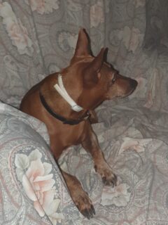 Il cane Romeo, smarrito a Senigallia il 7 giugno 2025