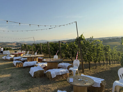 Ristorante Cantina Langelina Corinaldo - Aperitivi in vigna