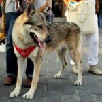 Il cane lupo cecoslovacco (2)