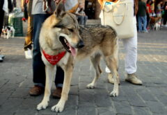 Il cane lupo cecoslovacco (2)