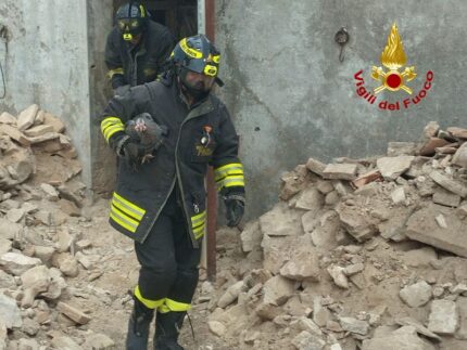 Animali recuperati ad Arcevia
