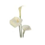 Fiori per lutto